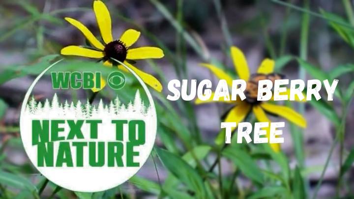 Next To Nature (Sugar Berry Tree)