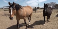 4 cases of Horse EHV-1 virus now confirmed in Texas, experts watching for more cases
