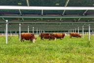 Can Cows and Solar Power Coexist? We’re About to Find Out