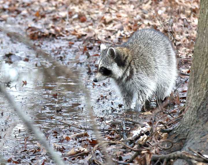 A rabid raccoon just came face-to-face with family dogs in this N.J. town