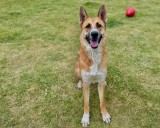 East Ridge Animal Shelter Seeks Community’s Help During Maximum Capacity