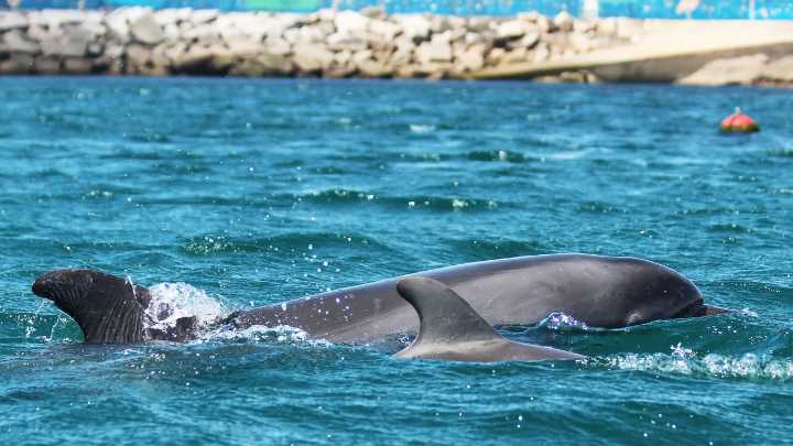 Crisis silenciosa en el mar: por qué los delfines del Atlántico están viviendo menos