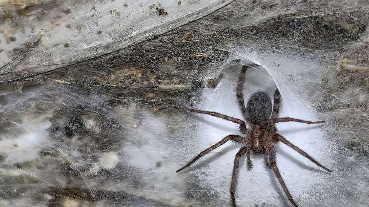 Descubrimiento: la telaraña más grande del mundo en una cueva con 111.000 arañas