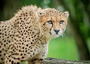 World’s rarest cheetahs arrive at zoo as part of conservation program