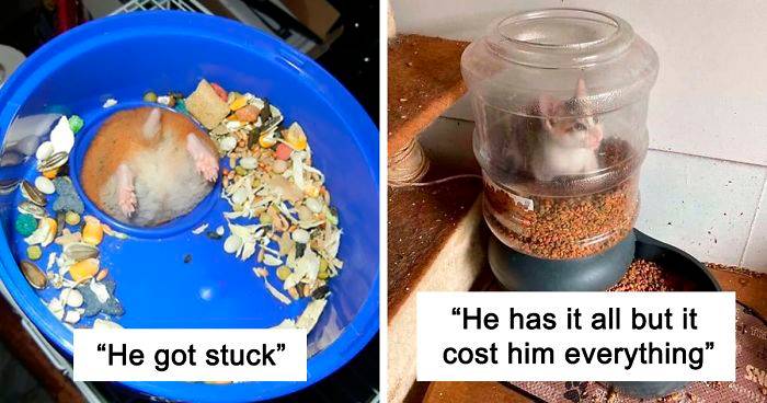 38 Poor Animals Who Ran Out Of Luck And Got Stuck While Eating