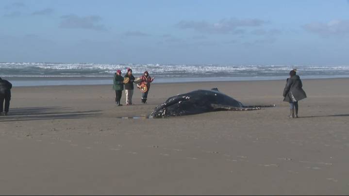 Parts of beached juvenile humpback whale that was euthanized resurfaces