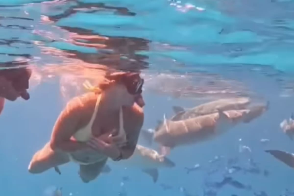 La figura del tenis que se metió a nadar entre tiburones y dejó a todos sin palabras