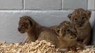 Gender reveal held for three new African lion cubs at Audubon Zoo