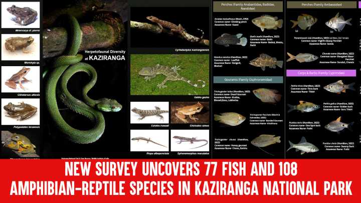 New Survey Uncovers 77 Fish and 108 Amphibian-Reptile Species in Kaziranga National Park