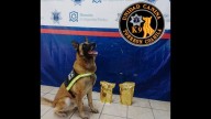 Unidad Canina asegura 1 kilo de mariguana en paquetería de Torreón