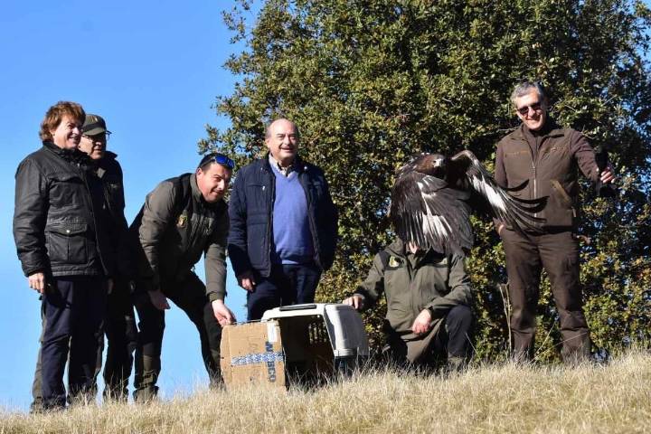 Liberados tres ejemplares de águila real e imperial en Ciudad Real