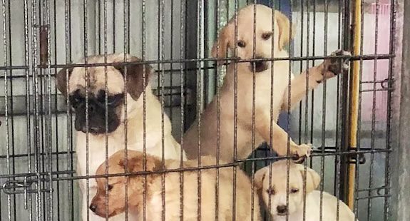 Henry County Deputies Rescue 106 Dogs from Hazardous Home Conditions