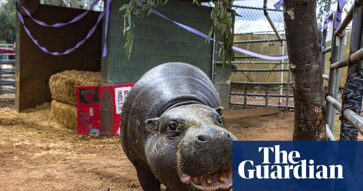 World’s oldest known pygmy hippo turns 52 at San Diego zoo