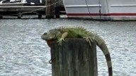 Iguana returned to owner after rescue from Lewes