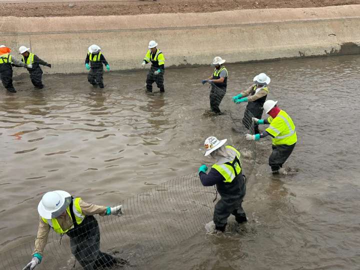 SRP herds fish to begin monthlong canal repair project