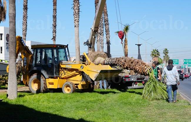 Llegan más palmeras, será jardín botánico: Medio Ambiente transforma el distribuidor de Nazario Ortiz