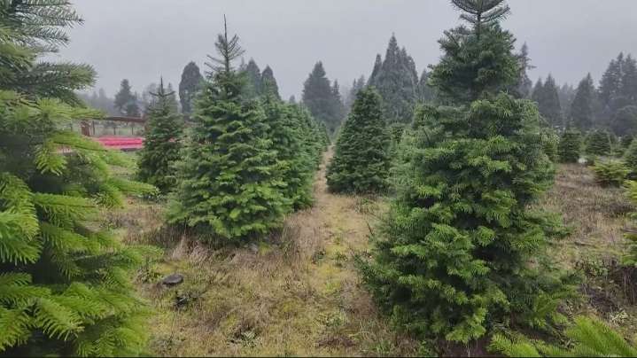 Oregon researchers look for ways to make Christmas trees more climate resilient