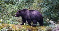 Grizzly bear attacks group of students and teachers in western Canada