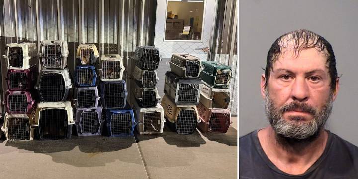 39 cats, 1 dog rescued after animal cruelty fugitive found in Yavapai County