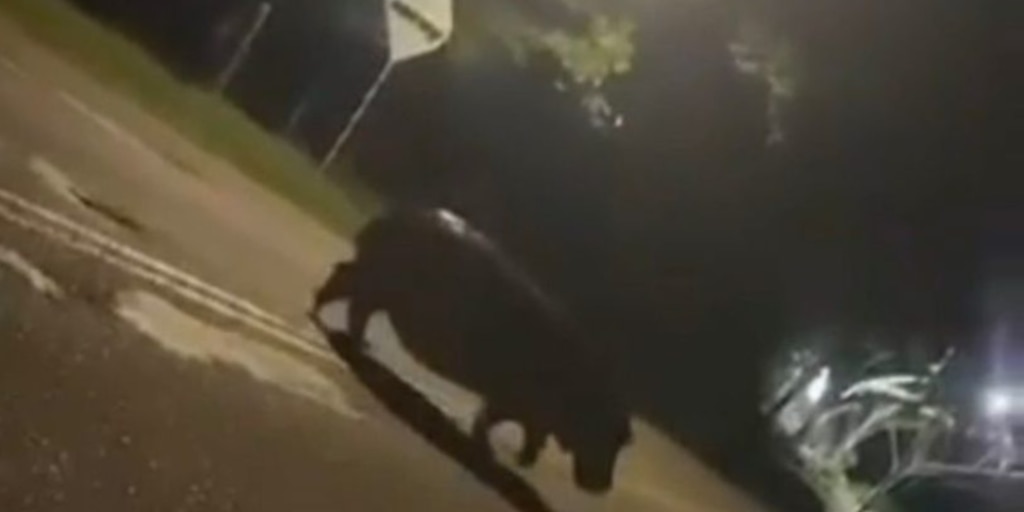Video: hipopótamo visto cruzando la autopista Medellín-Bogotá alertó a las autoridades
