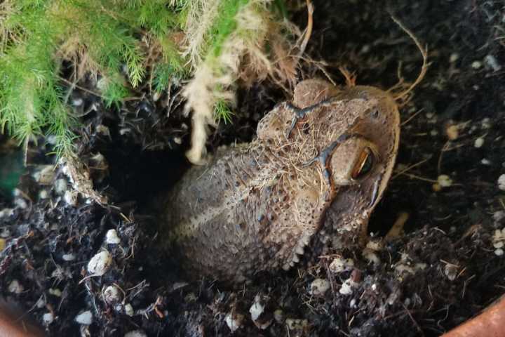 Adventures of Frog and Toad: Tailless amphibians at home in the Highland Lakes