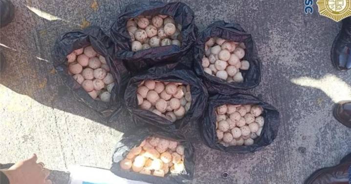 Detienen a hombre en el Metro Chabacano con cientos de huevos de tortuga