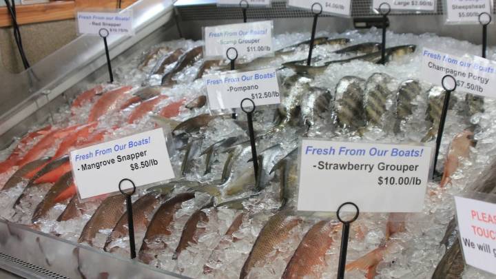 The Gulf of Mexico’s first fish farms might be coming to Florida