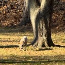 Coyote Spotted In Woodcliff Lake Neighborhood, Police Warn Residents