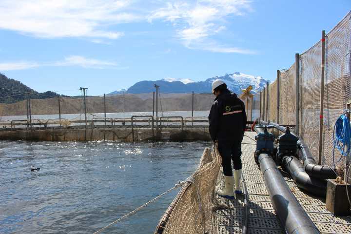 Corte de Apelaciones de Coyhaique falló a favor de Sernapesca y confirmó dos condenas contra empresas salmoneras