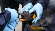 Edinburgh Zoo's penguins receive annual vaccinations