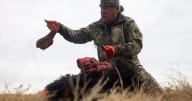 Tribes that restored buffalo are killing some to feed people because of the shutdown