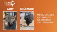 Fetch ME a Home: Lady & Milkmaid