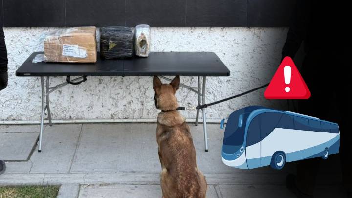 Detectan autobús con 7 kilos de marihuana en el maletero; ocurrió en la Durango