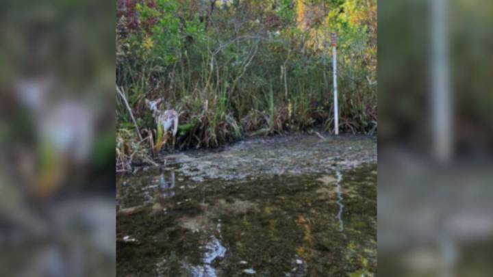 Florida Boater Left Stunned After Rare Speckled Creature Appears On Riverbank