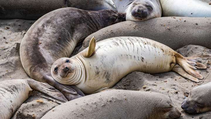 After Killing Half Of South Georgia’s Elephant Seals, H5N1 Avian Flu Has Reached Australian Territory For The First Time