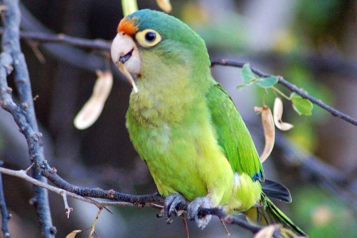 U.S. border agents catch man with protected parakeets in his underwear
