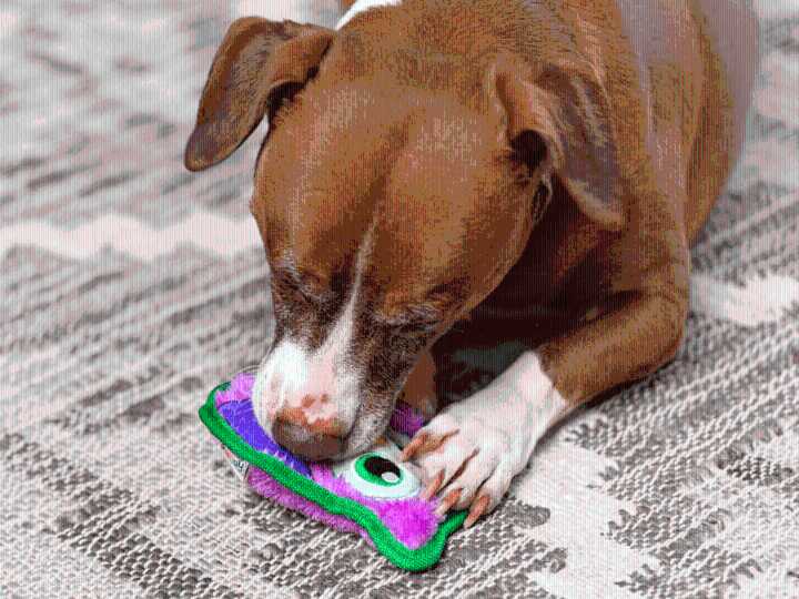 Shoppers Say Their Dogs ‘Can’t Live Without’ This $4 Plush Toy That ‘Survives a Level 5 Chewer'