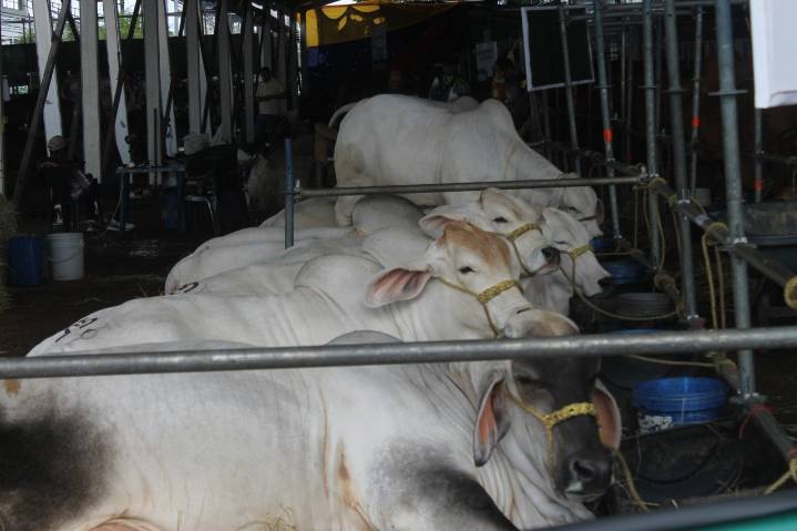 Ganaderos reciben orientaciones para el cuidado de los animales