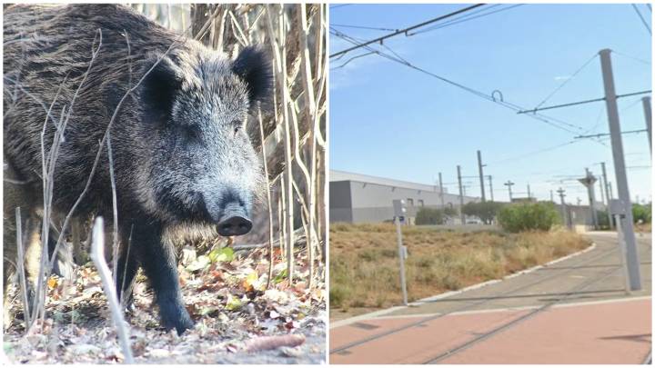Dos jabalís se cuelan en las cocheras del tranvía de Zaragoza