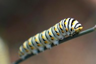 Give caterpillars a ‘soft landing’ under your trees. The ecosystem will thank you
