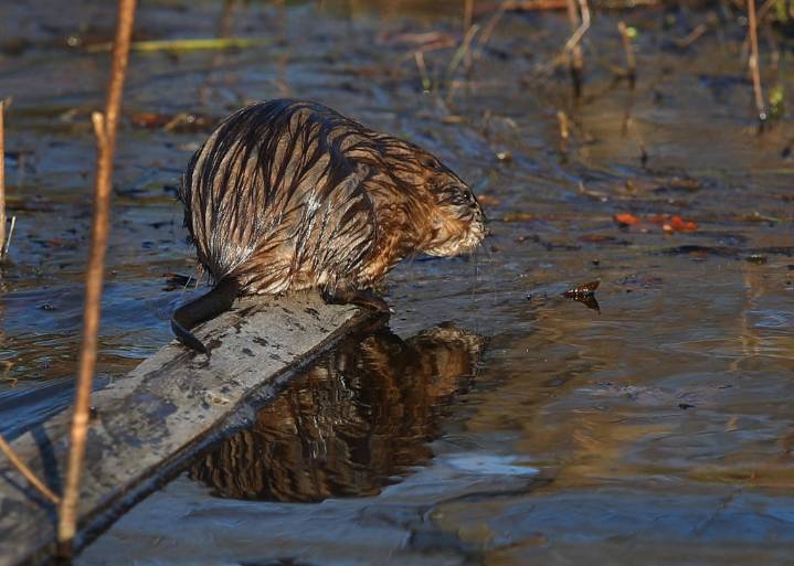 Muskrats fight invasive cattails in Great Lakes wetlands, study finds