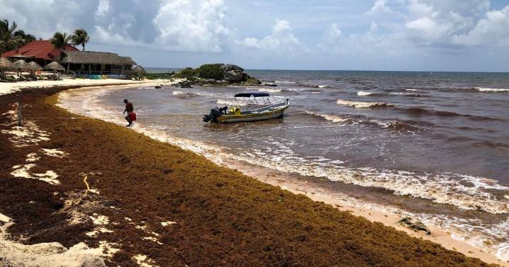 US economy – and seaweed – slow tourist flow to Mexico’s Caribbean resort town