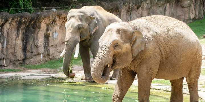 Elefanta asiática dará a luz en el ‘Zoo’ Nacional de DC