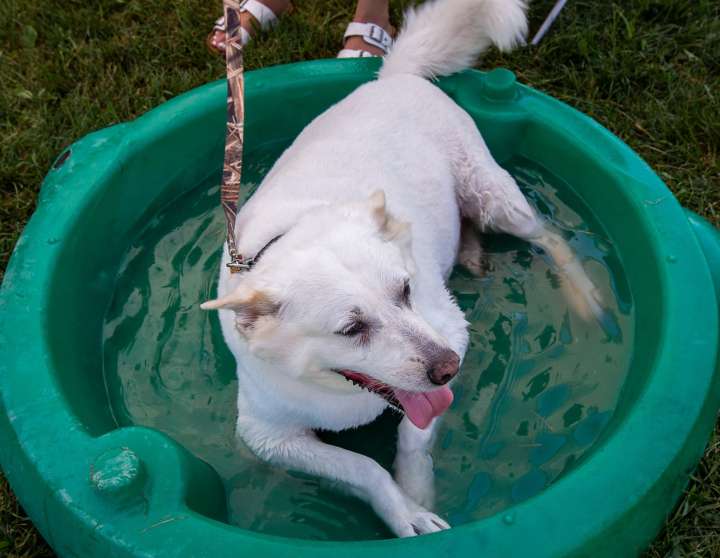 Help wanted: Volunteers needed at animal rescue