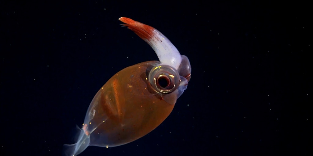 Expedición científica en el Mar Argentino: investigarán uno de los ecosistemas menos explorados del planeta