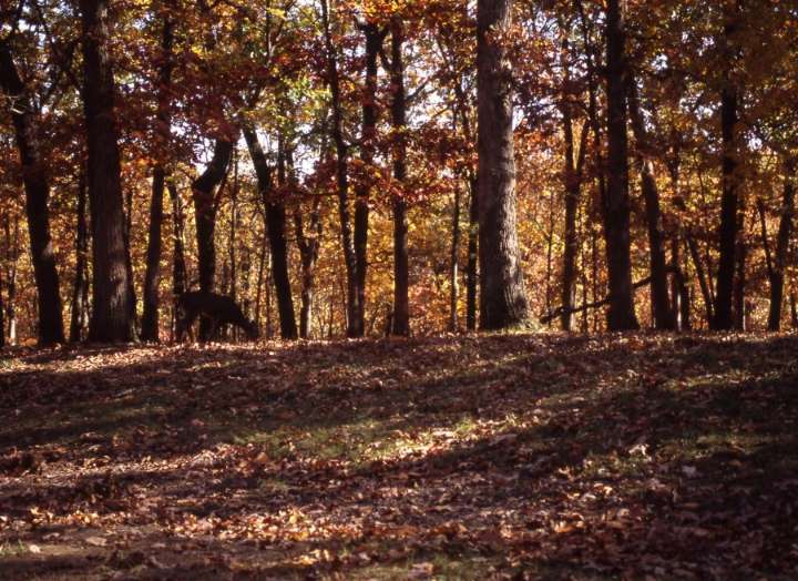Fall color fading fast thanks to cold and wind