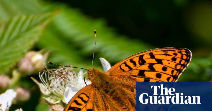 ‘A precarious position’: almost 3,000 species at risk of disappearing from Wales, report finds