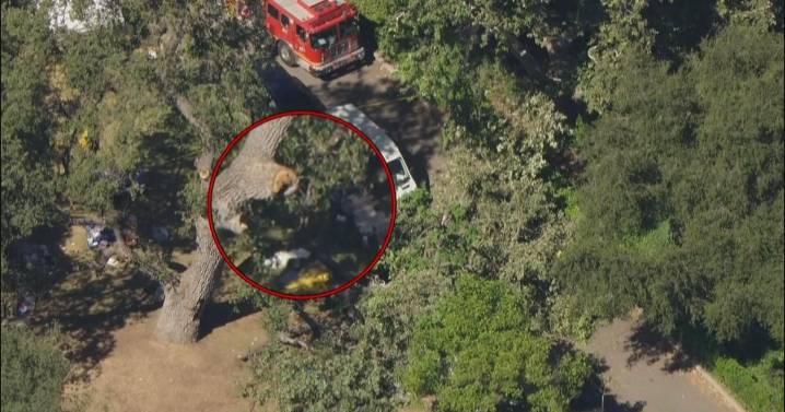 LA County family files legal claim after fallen tree branch killed their son