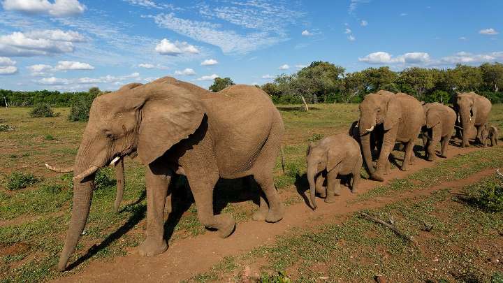 What Is a Group of Elephants Called?