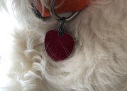 Columbiana County dog licenses go on sale December 1